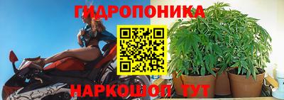 прущие крисы Будённовск